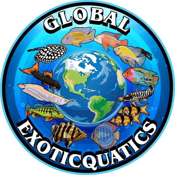 Global Exoticquatics