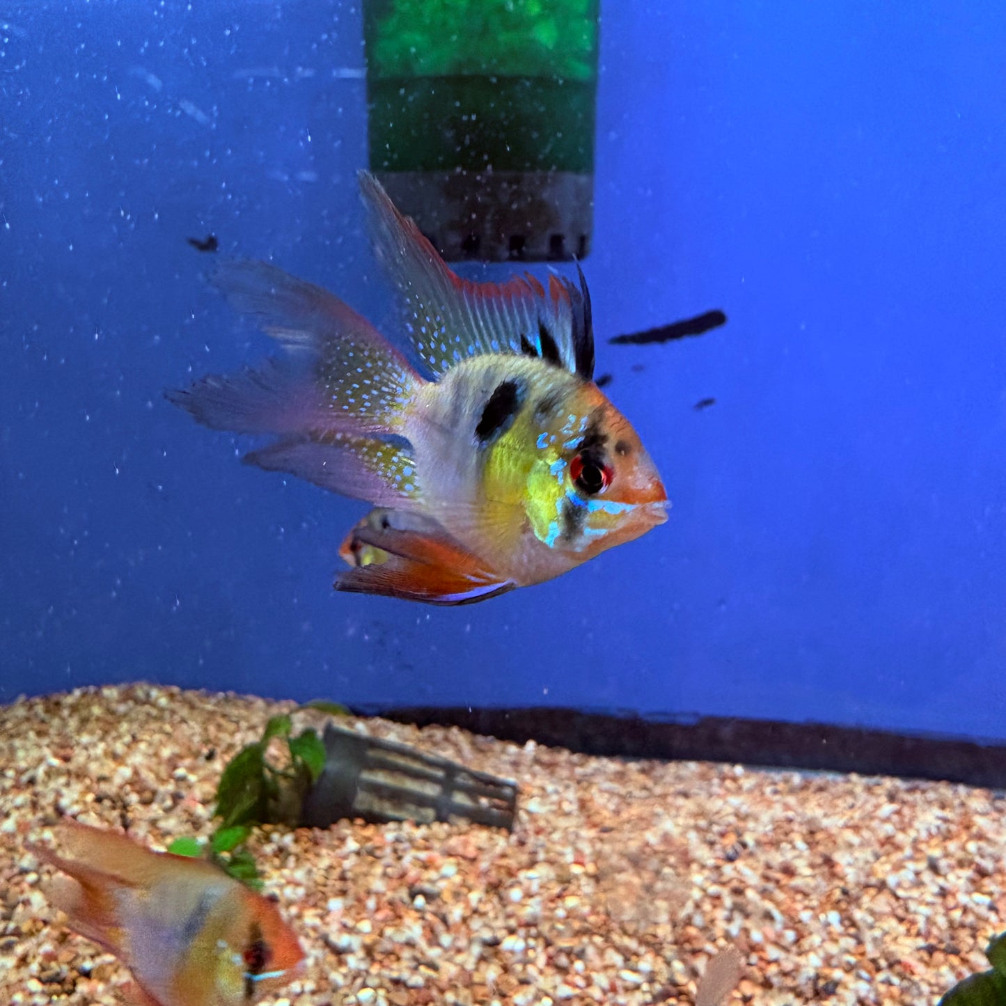 German Blue Balloon Ram