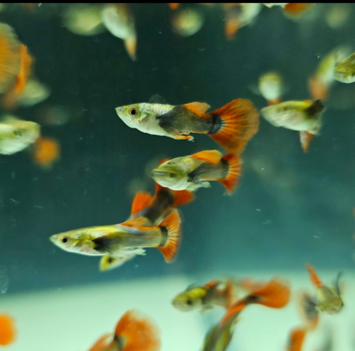 Platinum Redtail Dumbo Ear Guppy