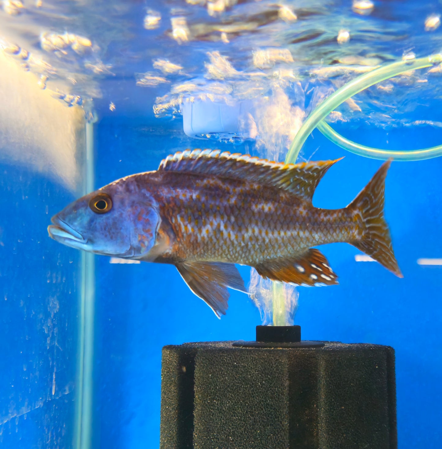 Fuscotaeniatus