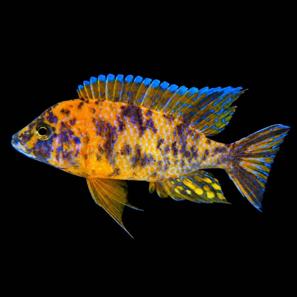 OB Red Peacock