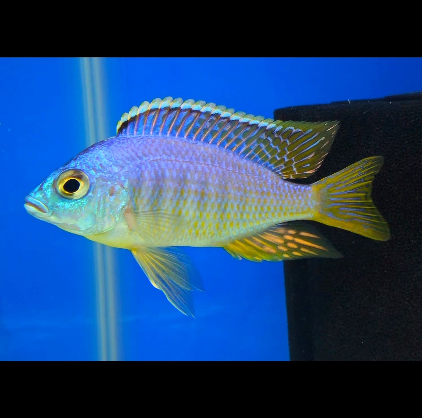 Jalo Reef