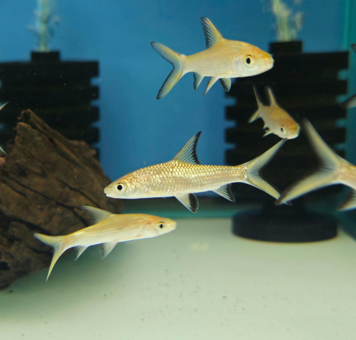 Bala Shark