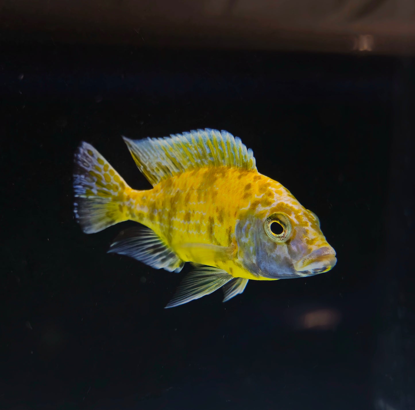 OB Venustus
