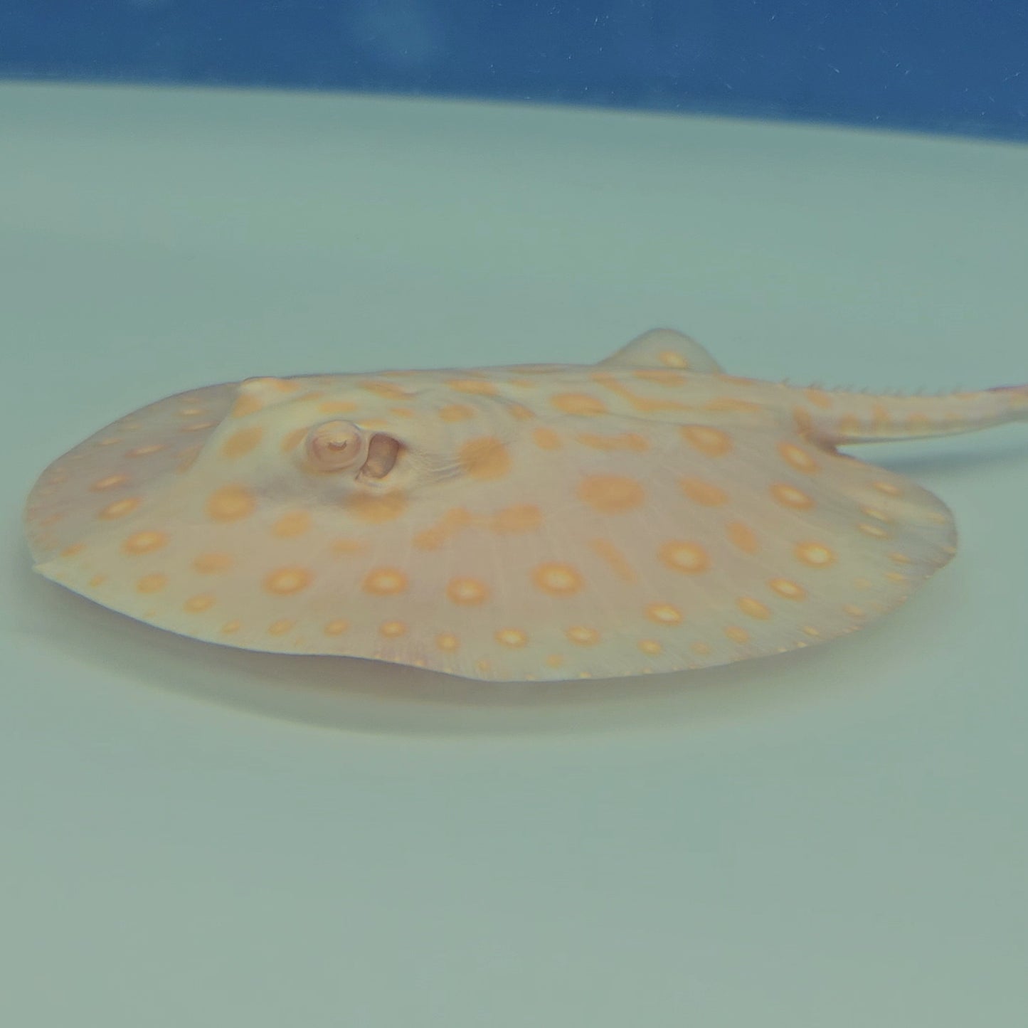 Albino Black Diamond Stingray