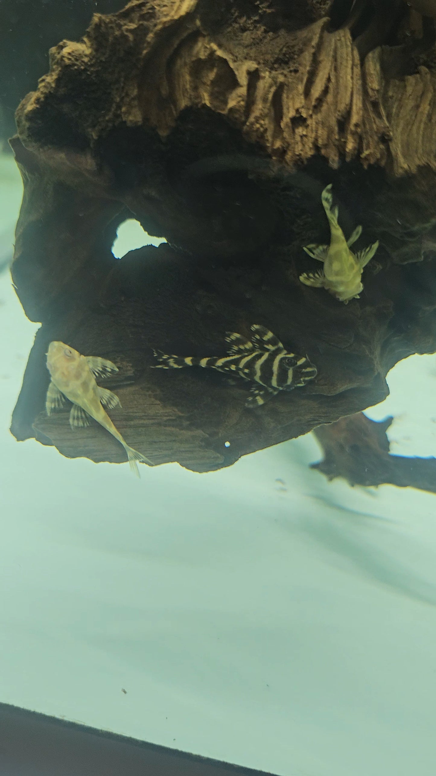 Albino L333 King Tiger