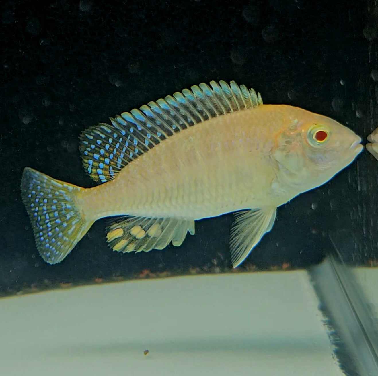 Albino Gold Harbor
