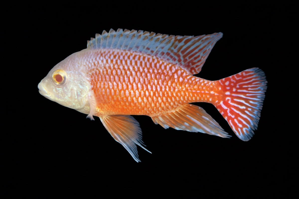Albino Red Empress