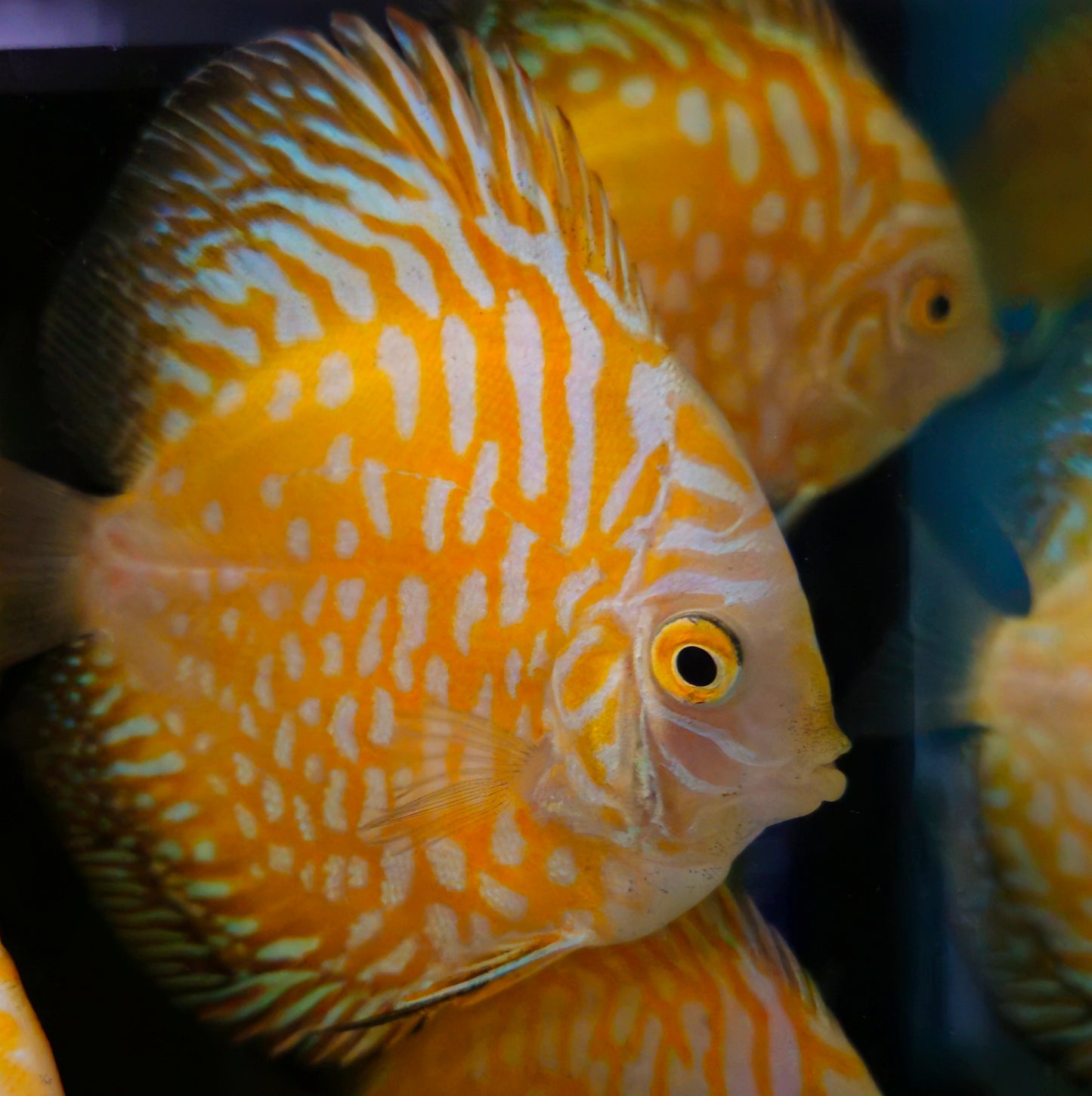 Yellow Pigeon Discus