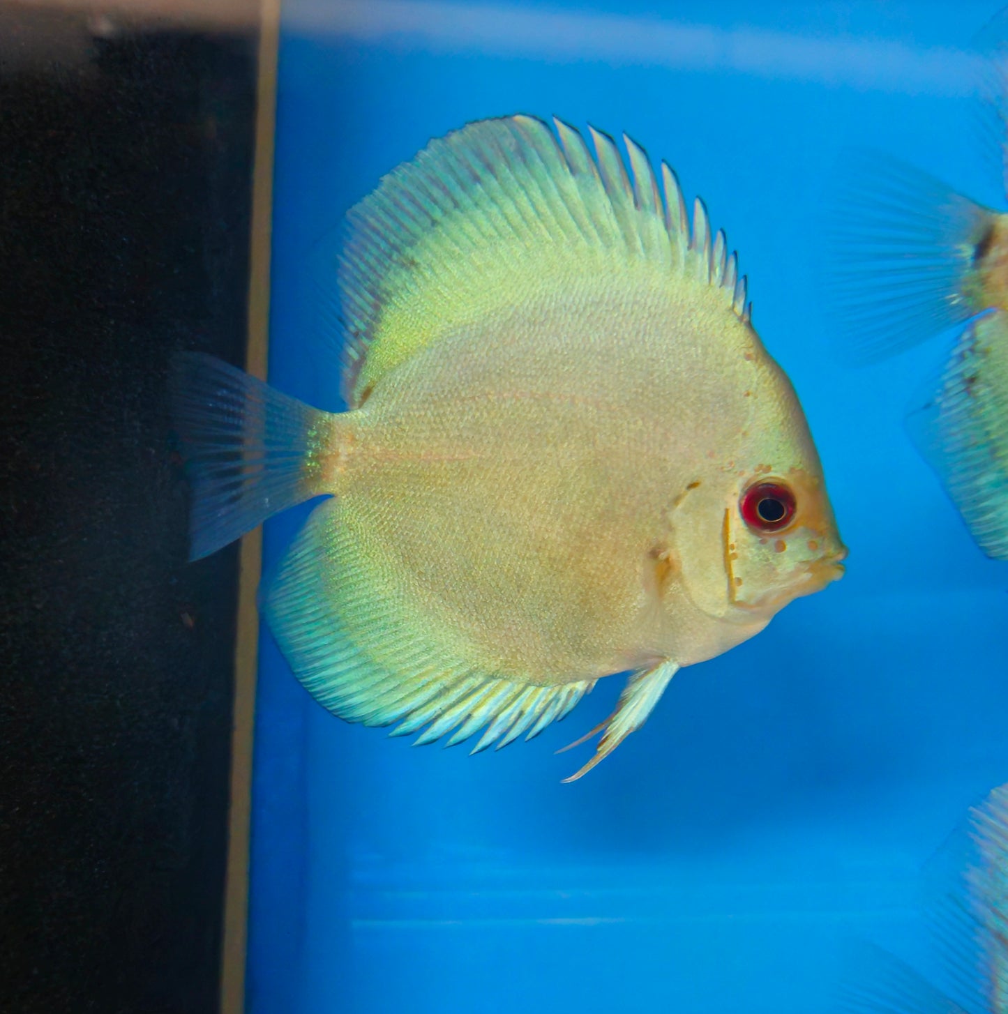 Blue Diamond Discus