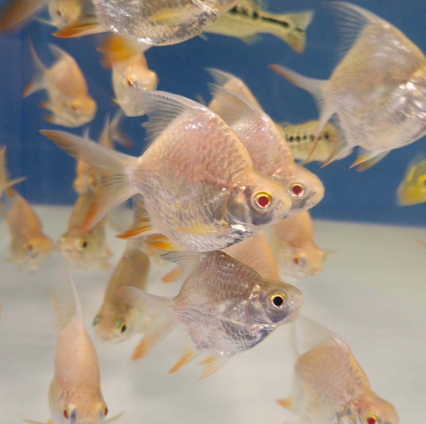 AAA Super Shortbody Tinfoil Barb