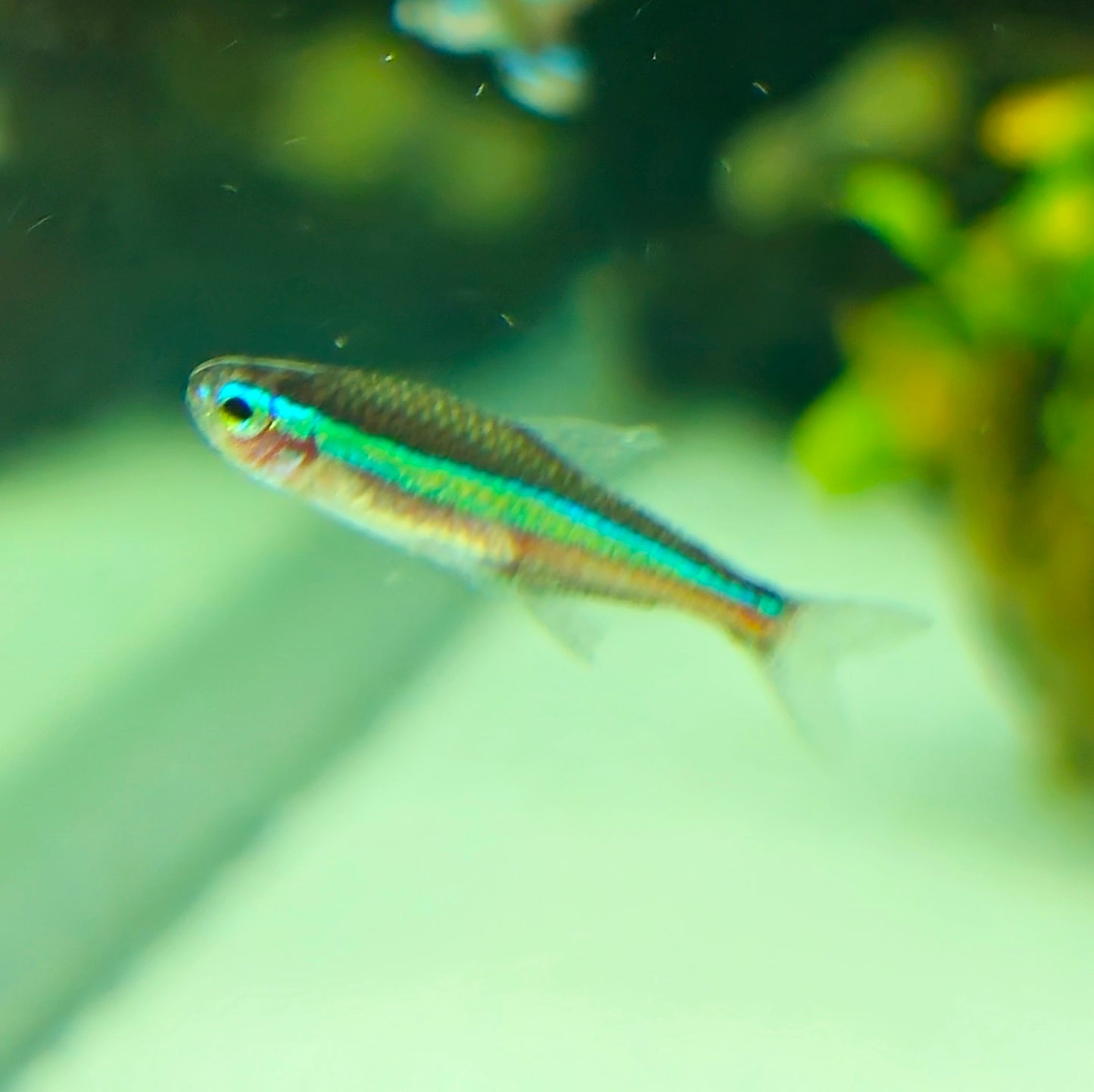 Green Neon Tetra