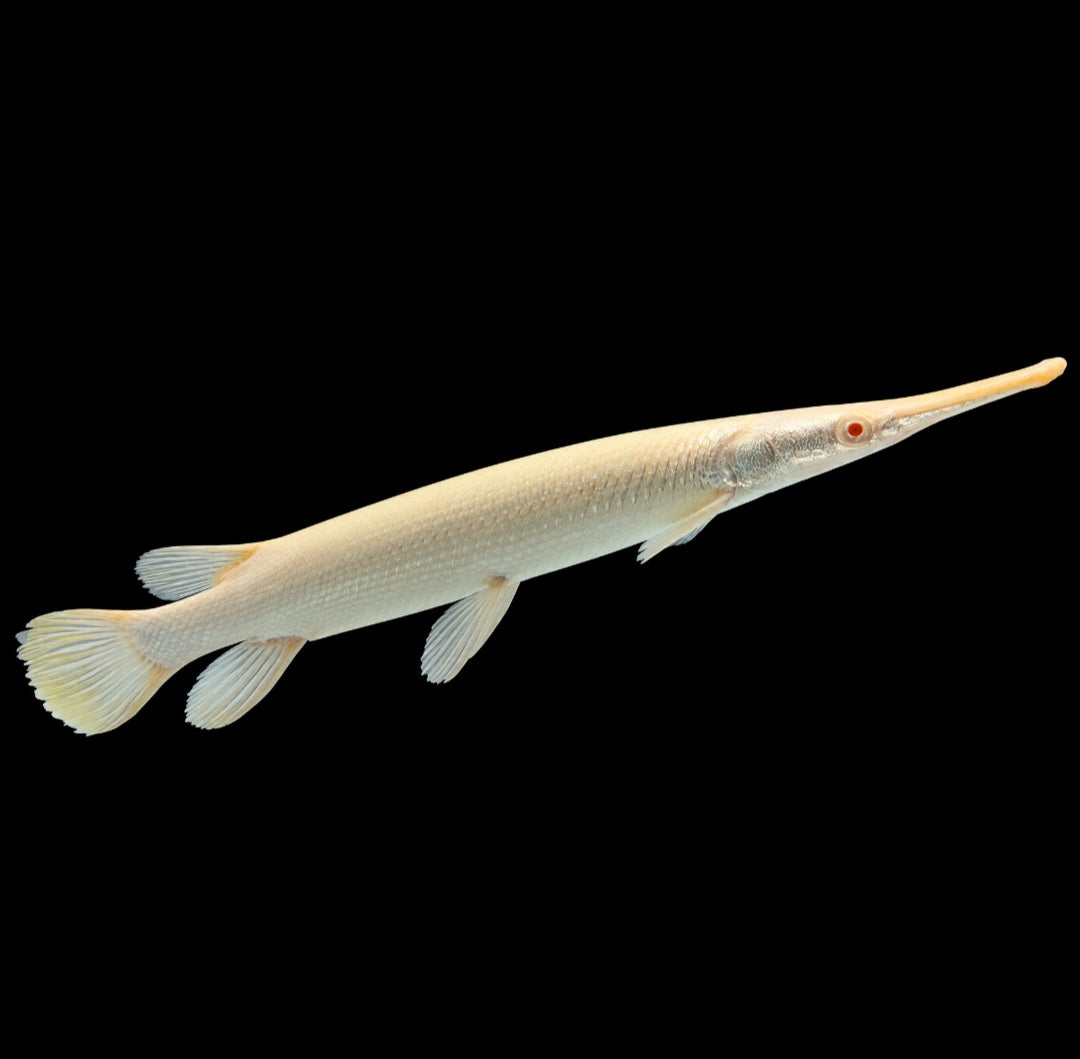 Albino Florida Gar
