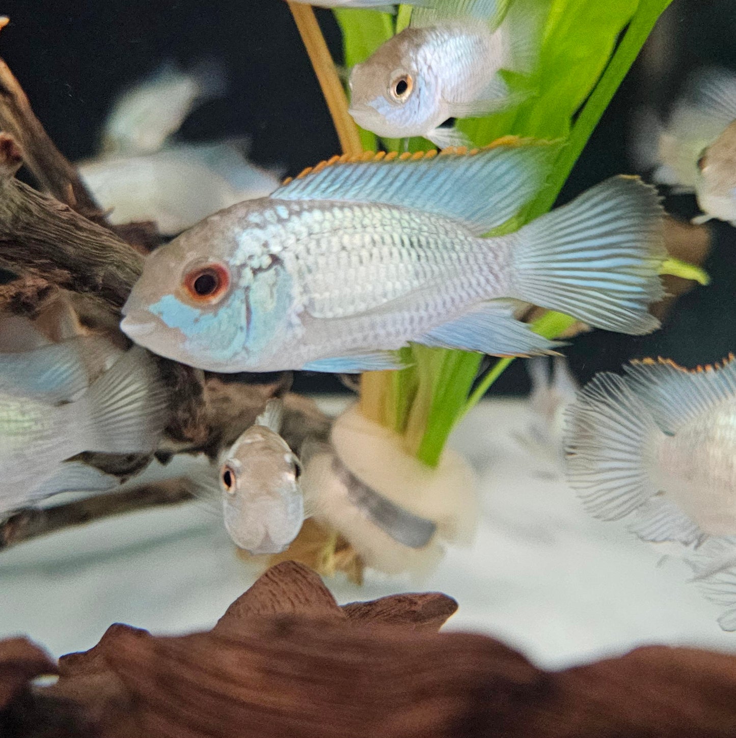 Electric Blue Acara