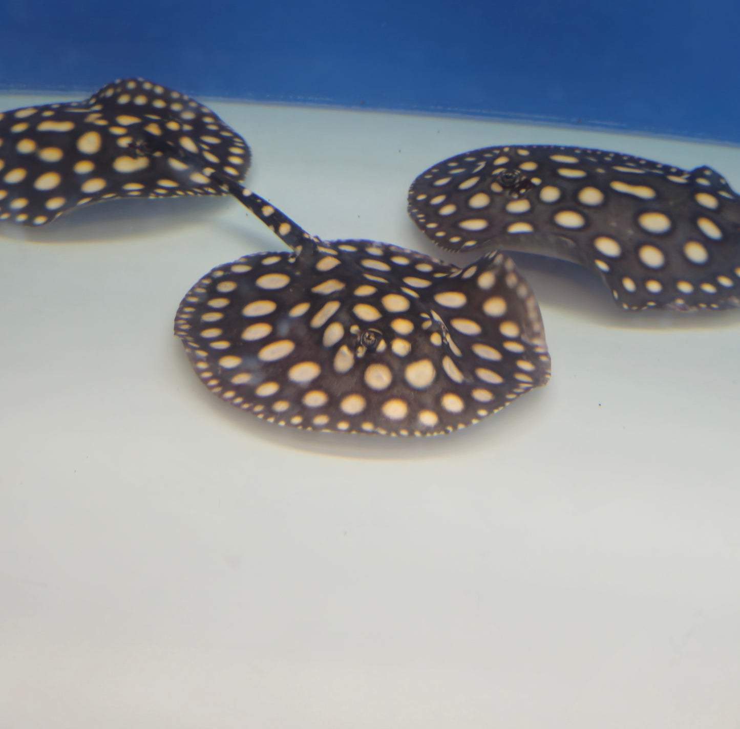 AAA Black Diamond Stingray