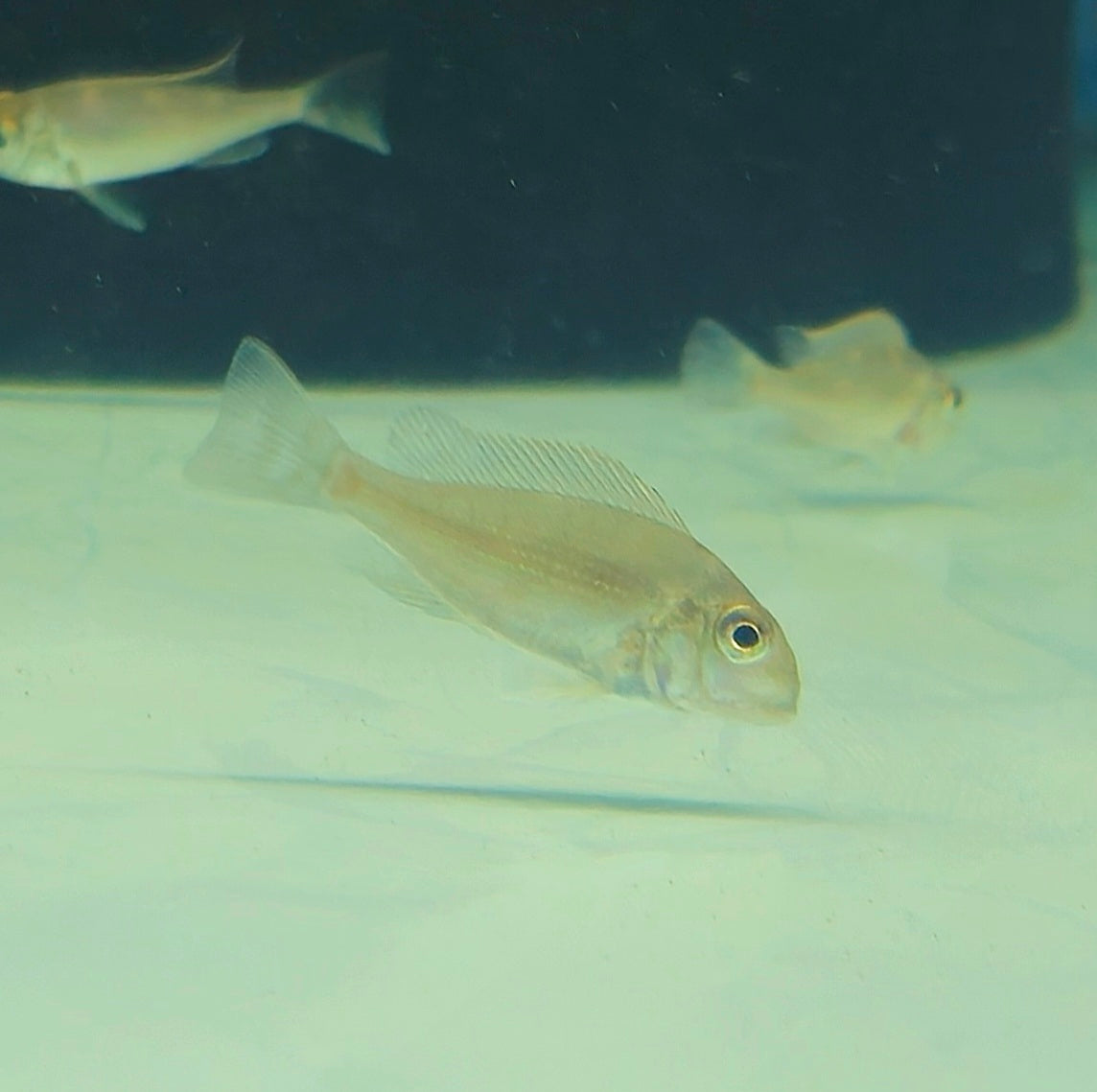 Geophagus Megasema