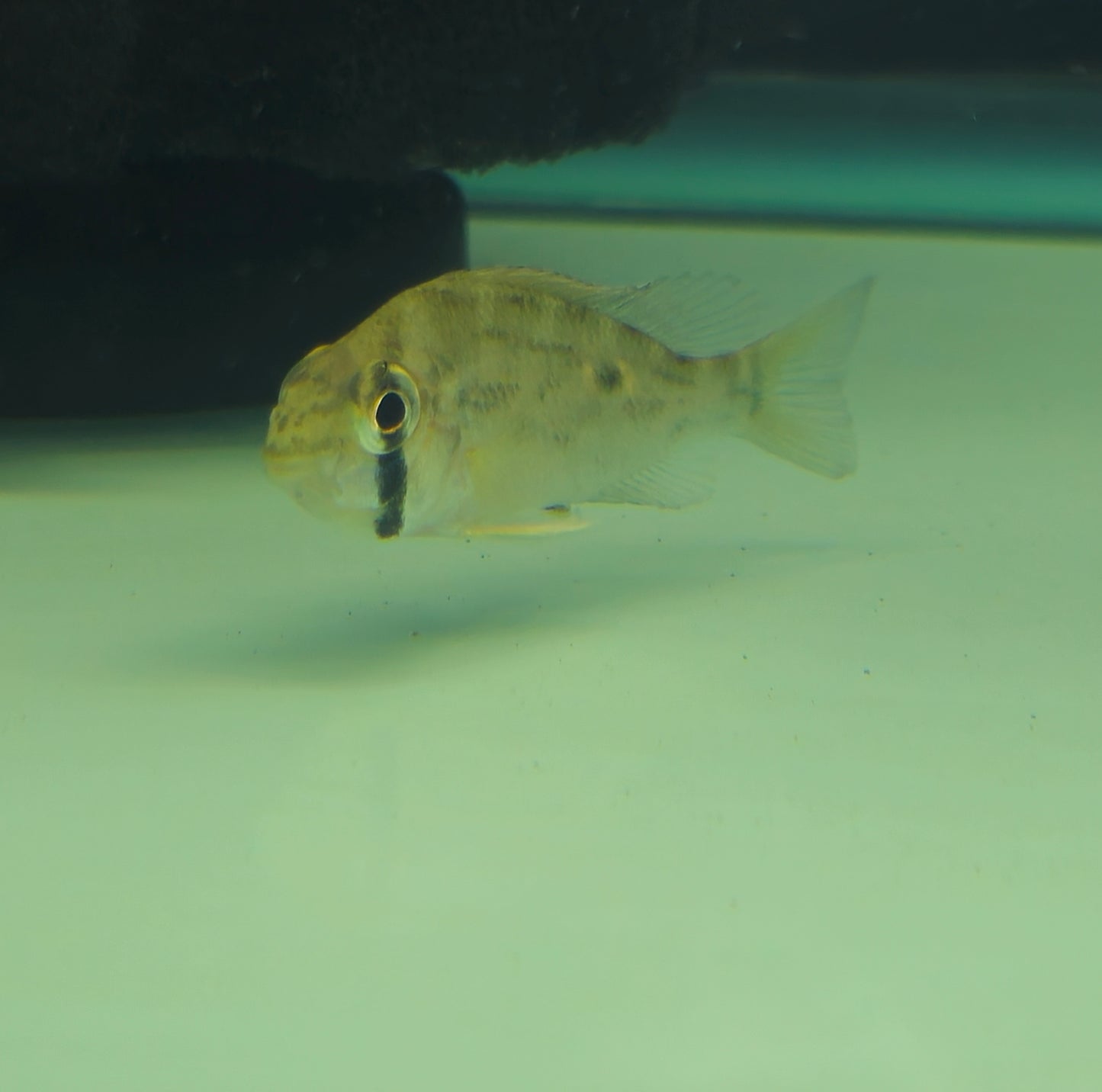Cupid Cichlid