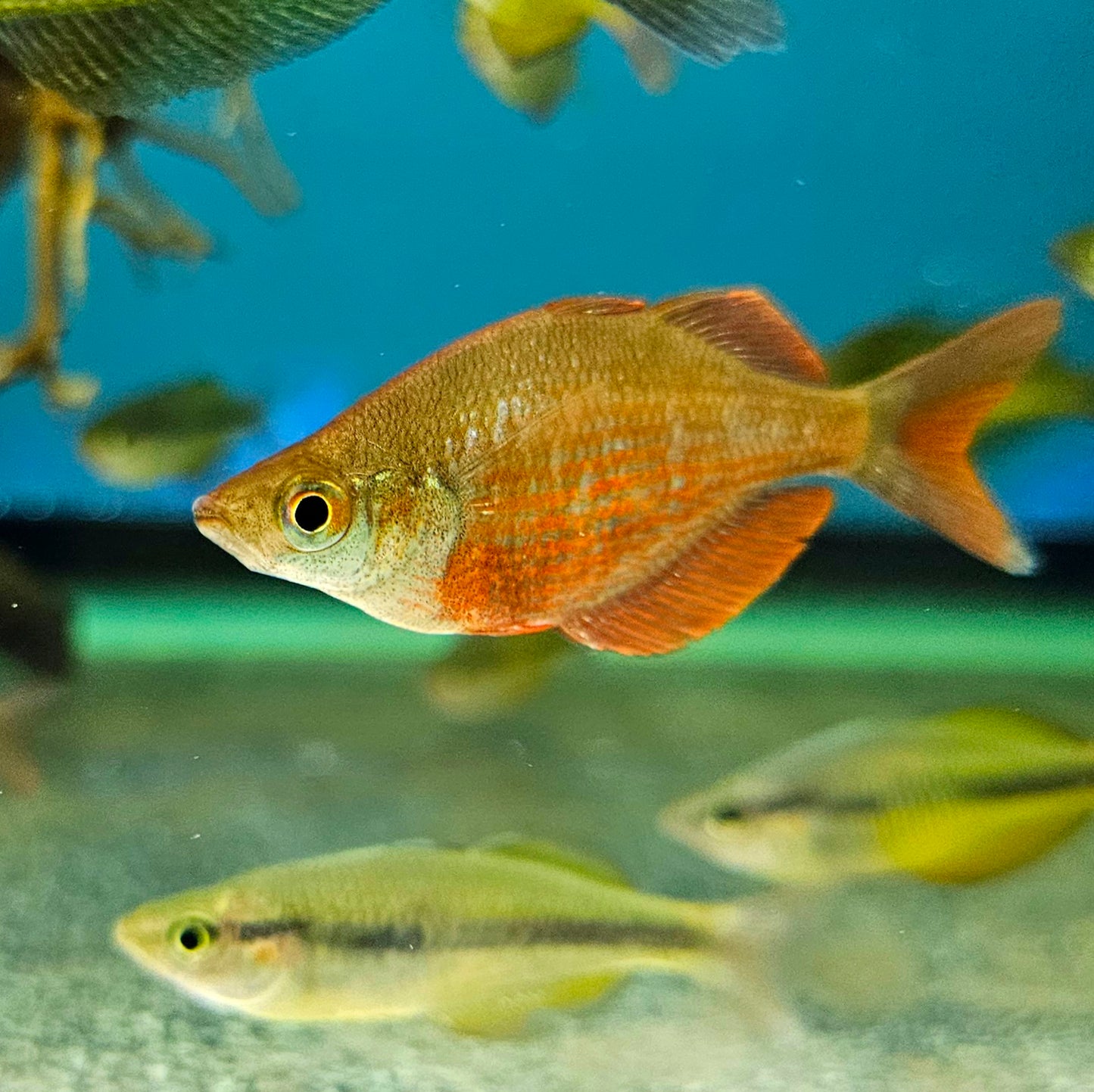 Millenium Rainbow Fish