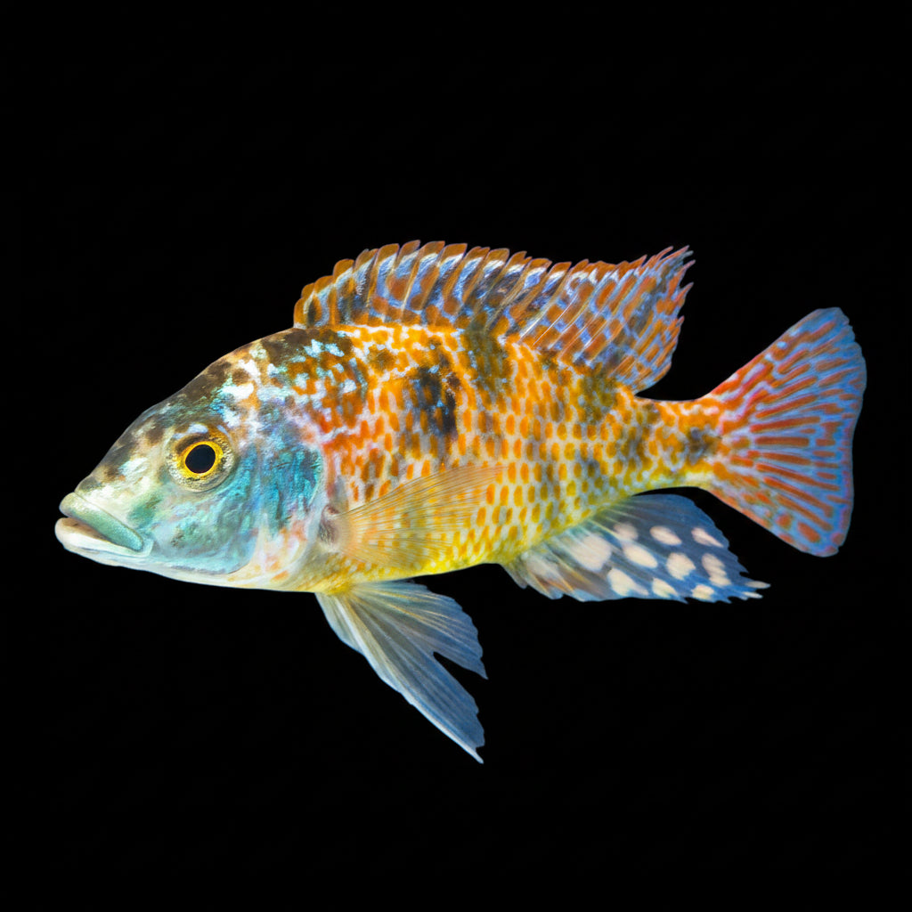 OB Intermedius