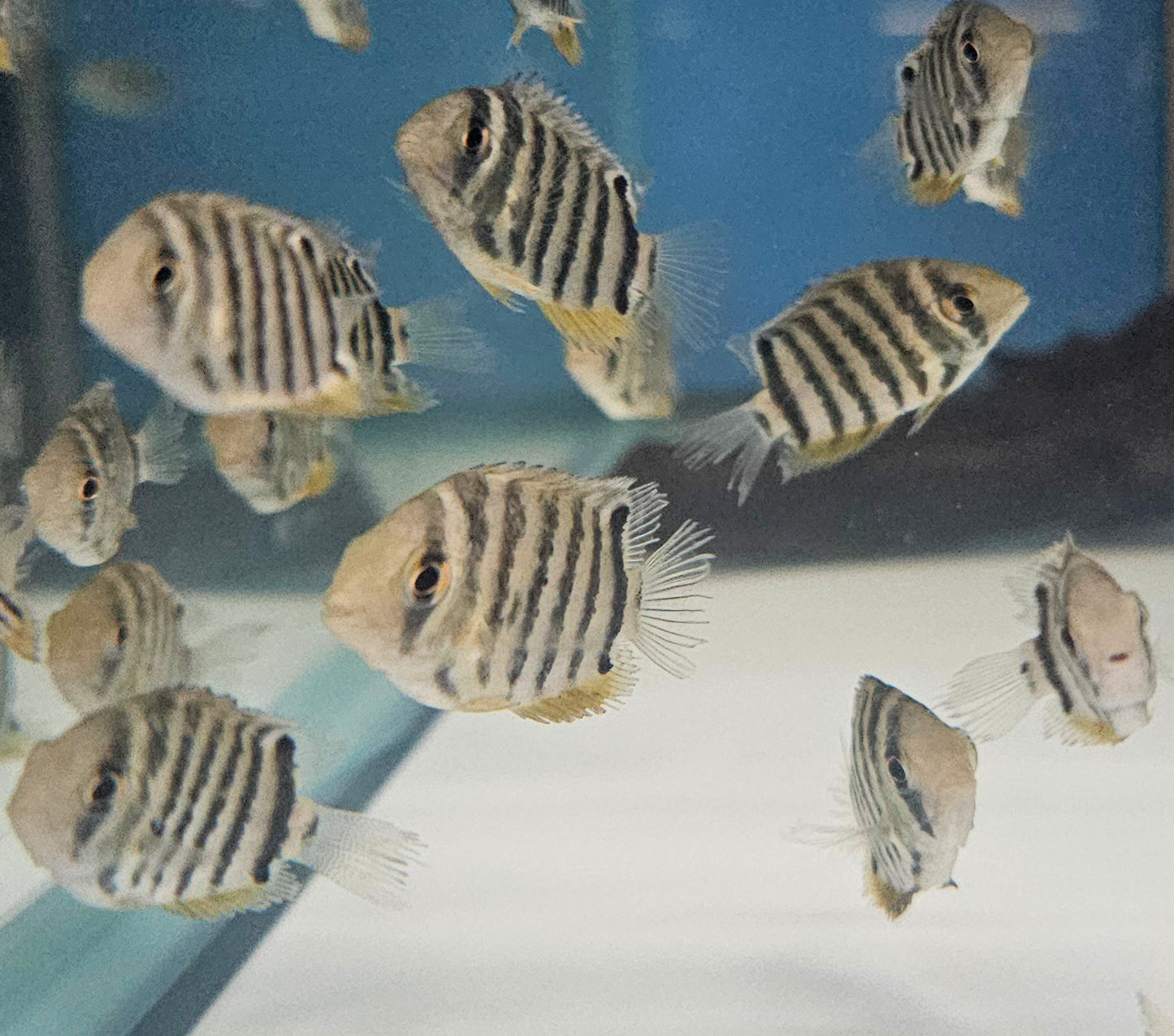 Red Shoulder Severum