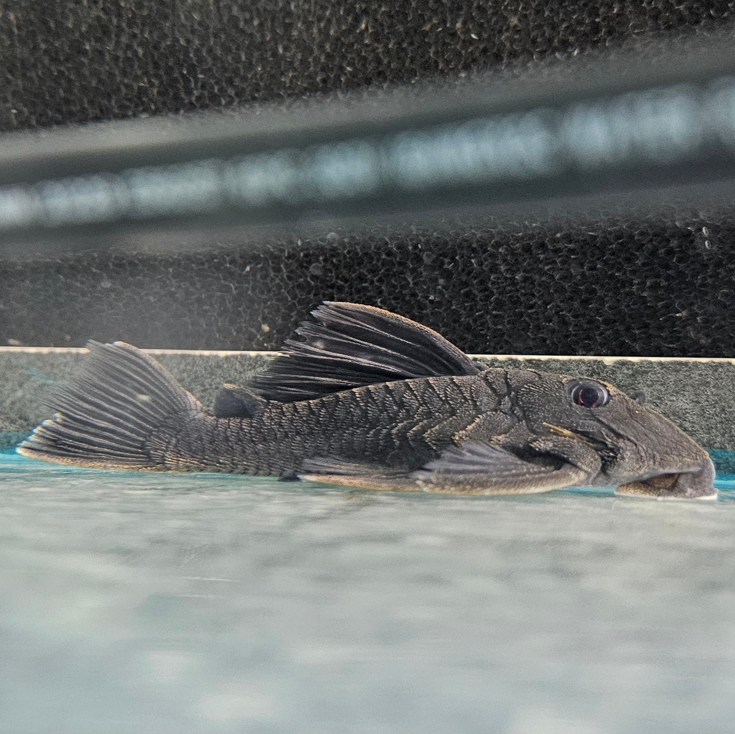 Blue Panaque Pleco L239