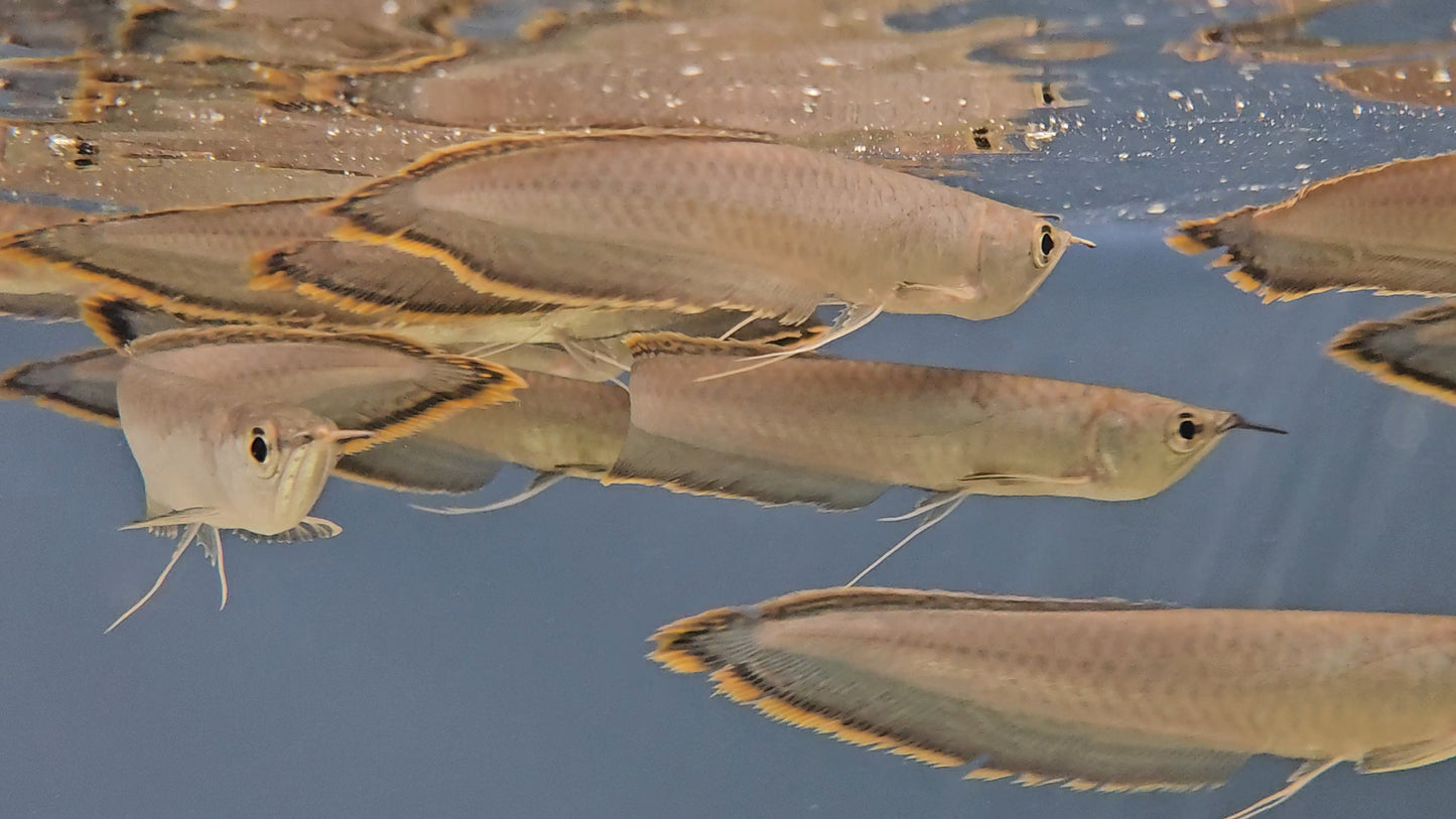 Black Arowana