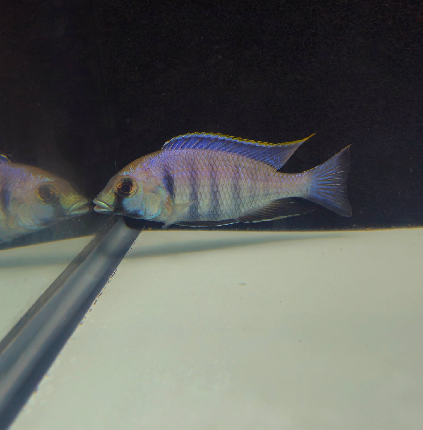 Deep Water Hap