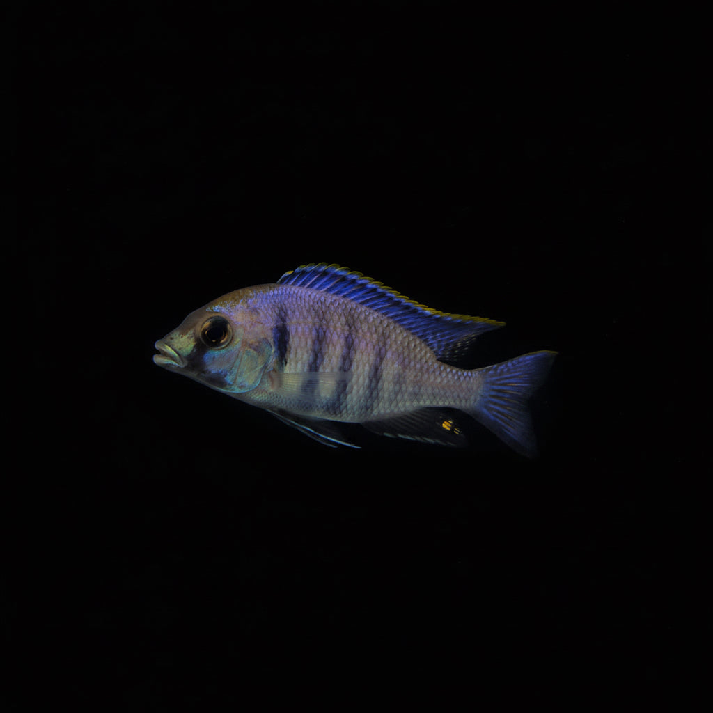 Deep Water Hap