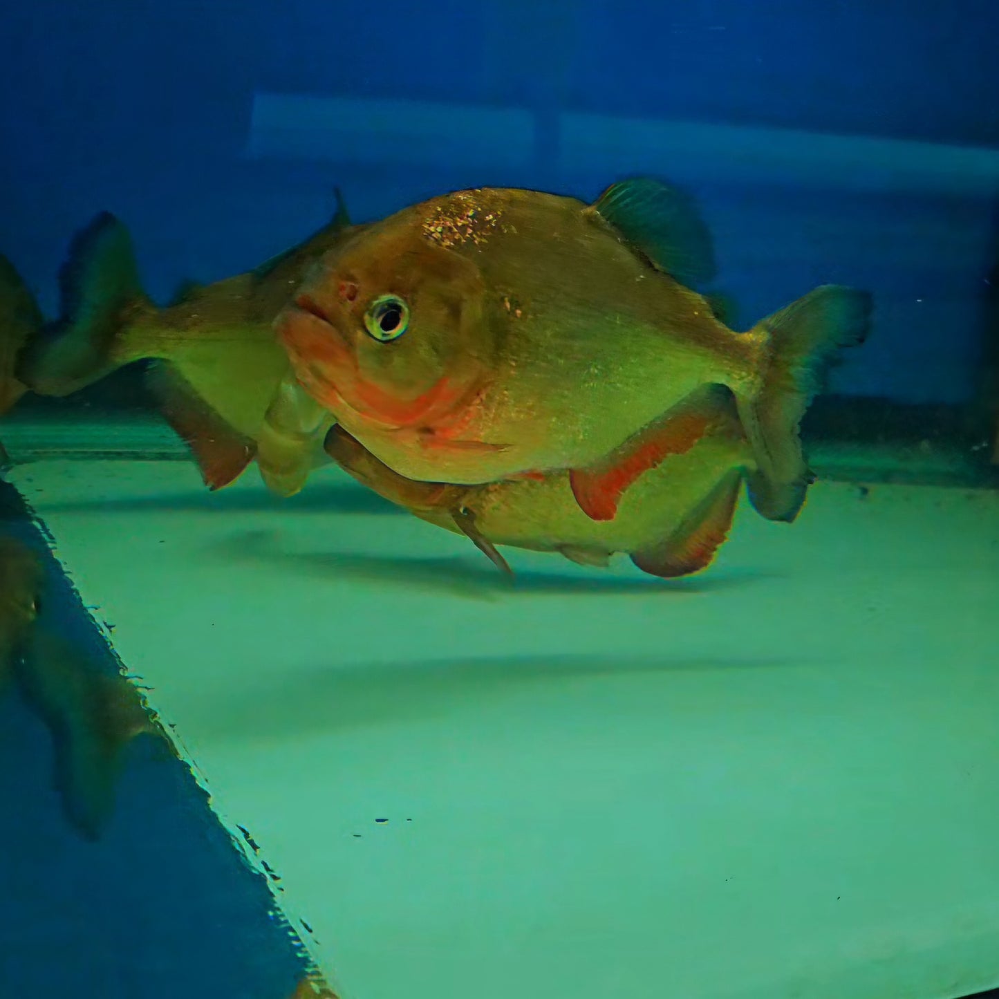 Red Belly Piranha