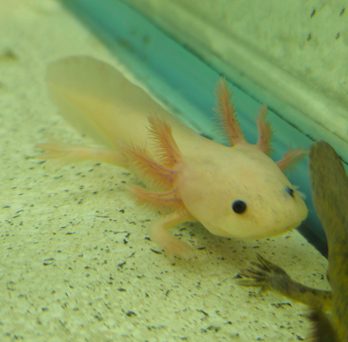 Axolotl