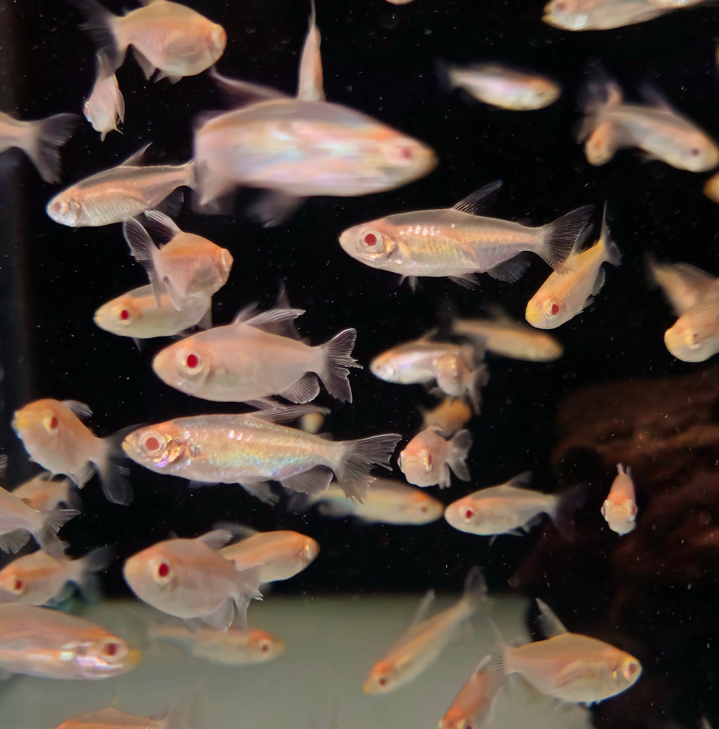 Albino Congo Tetra