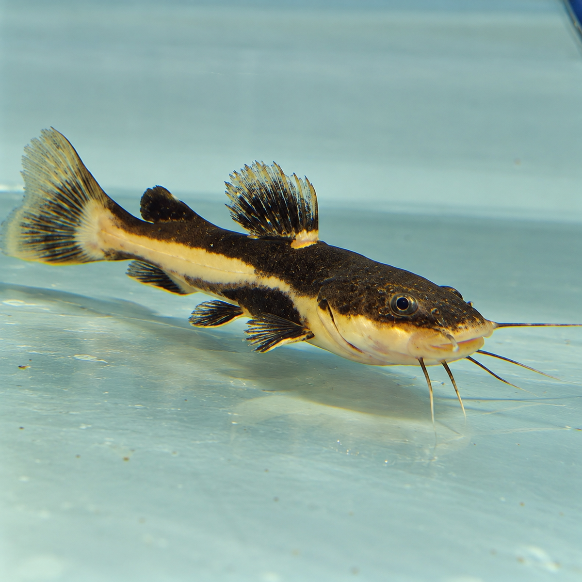 Redtail Catfish