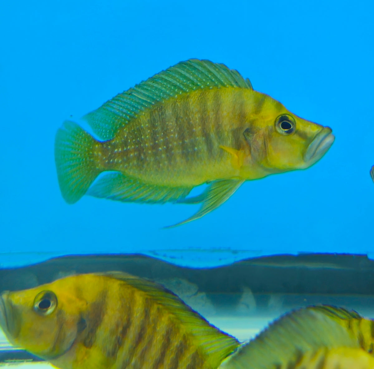 Gold Calvus