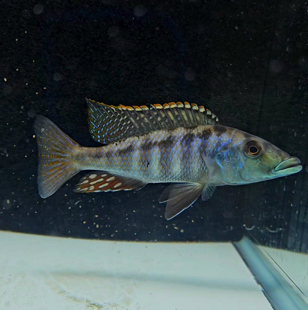Malawi Gar