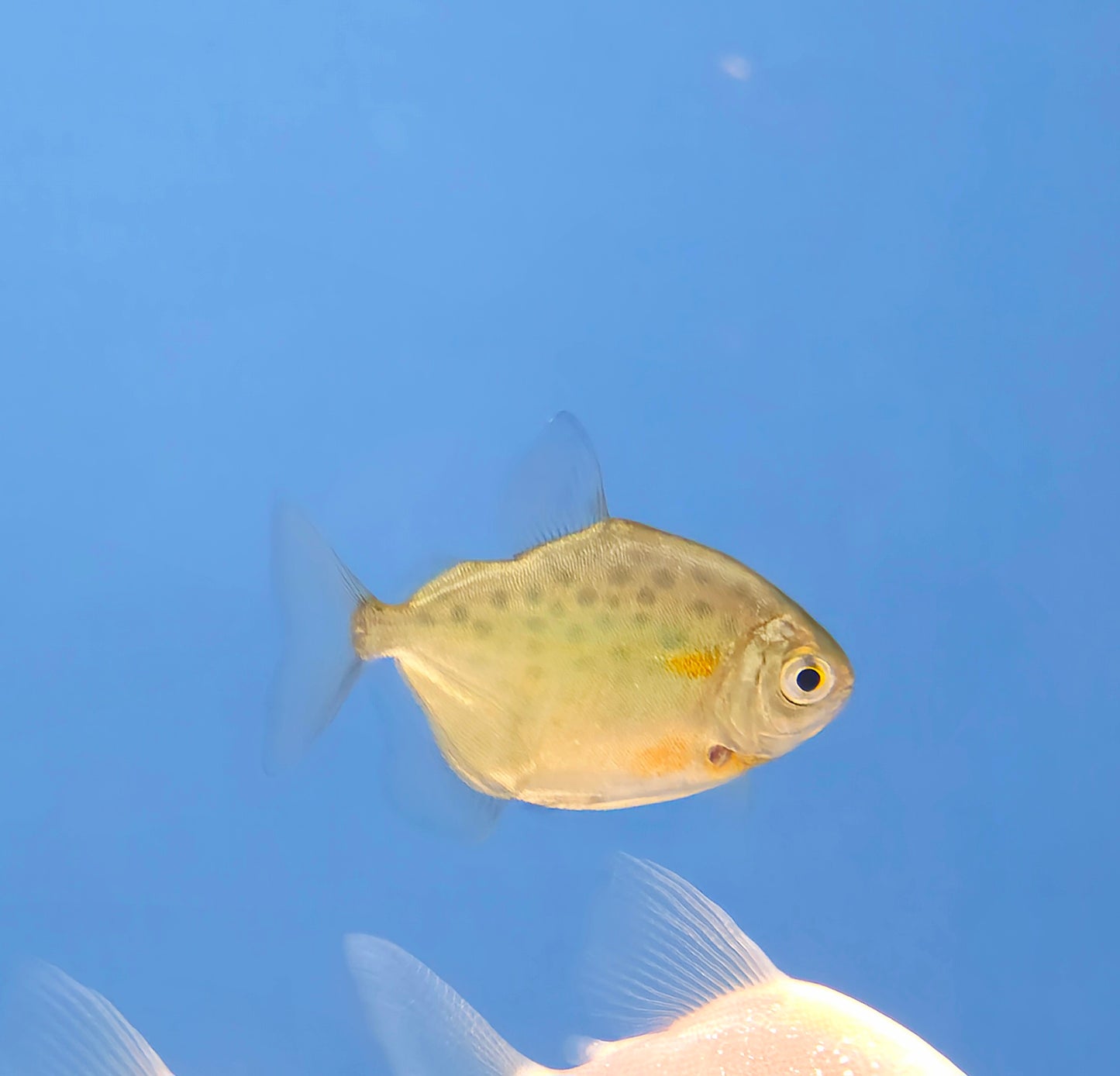 Spotted Silver Dollar