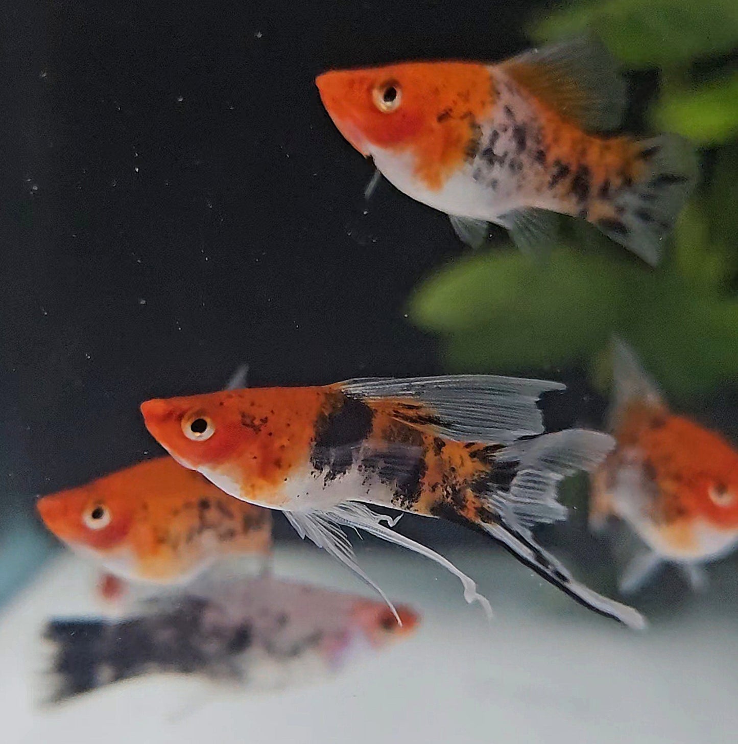 Koi Sanke Highfin Swordtail
