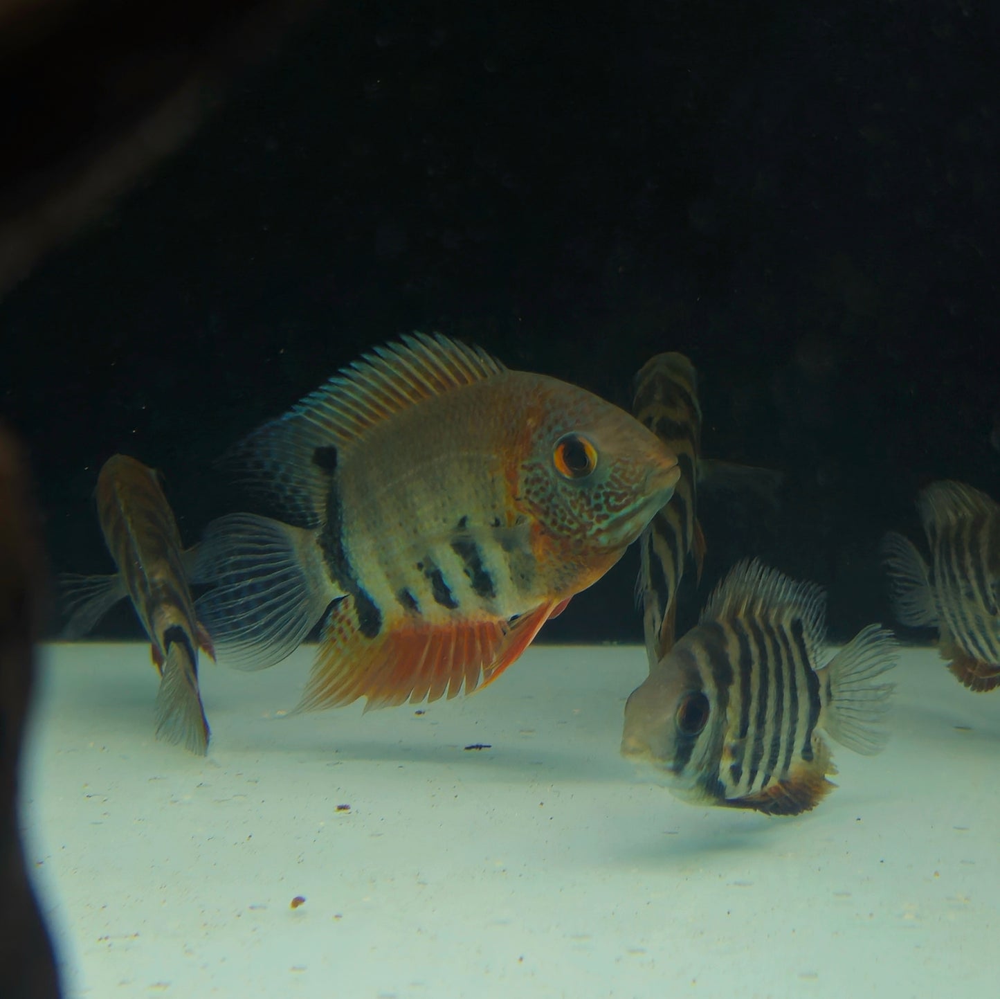 Red Shoulder Severum
