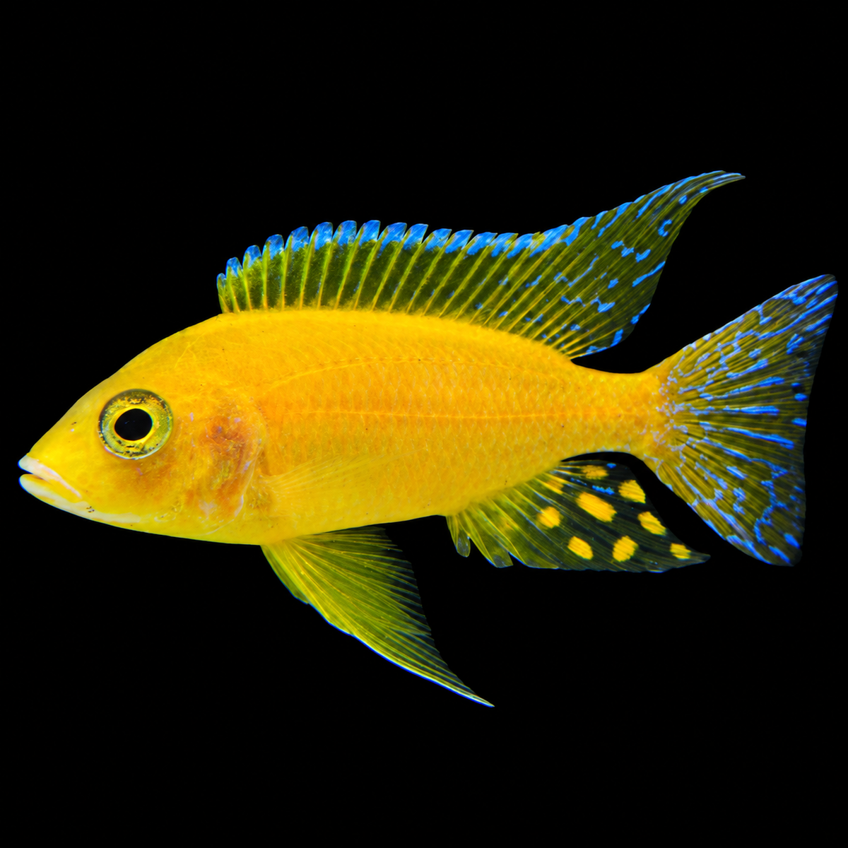 Yellow Safran