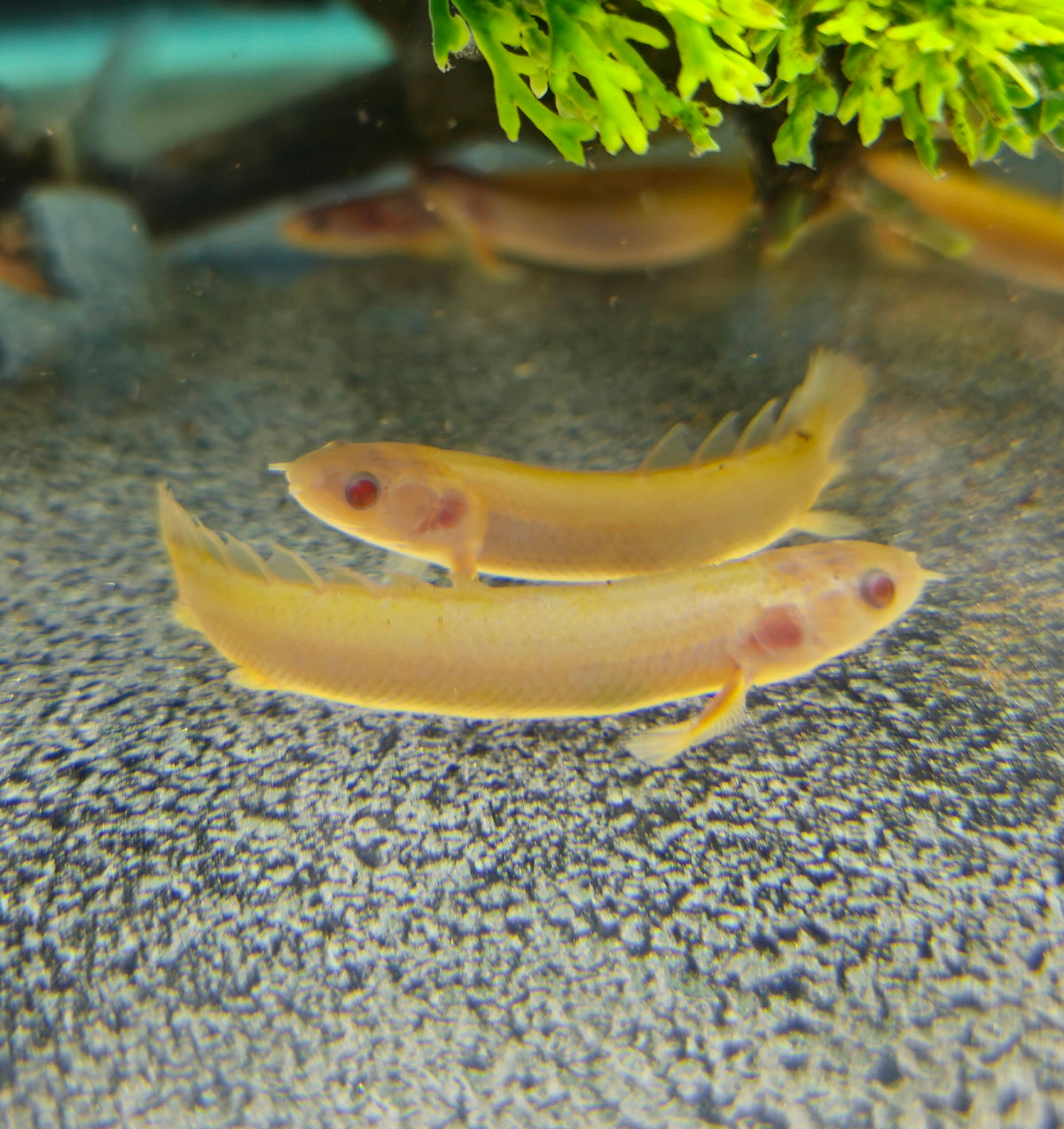 Albino Senegalus Bichir