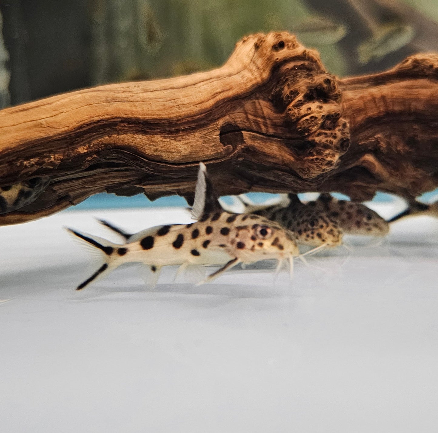 Synodontis Multipunctatus
