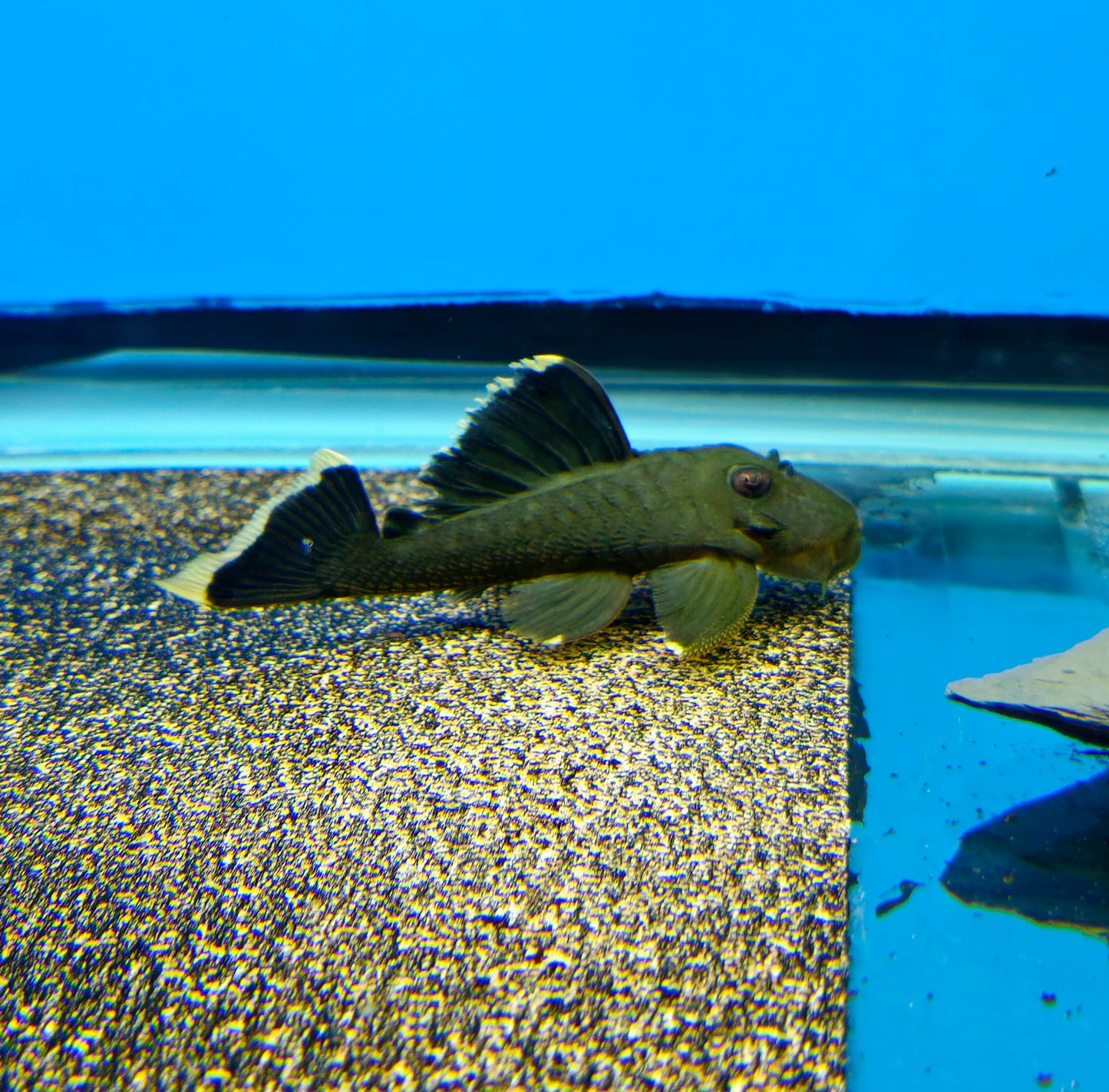 L047 Mango Pleco
