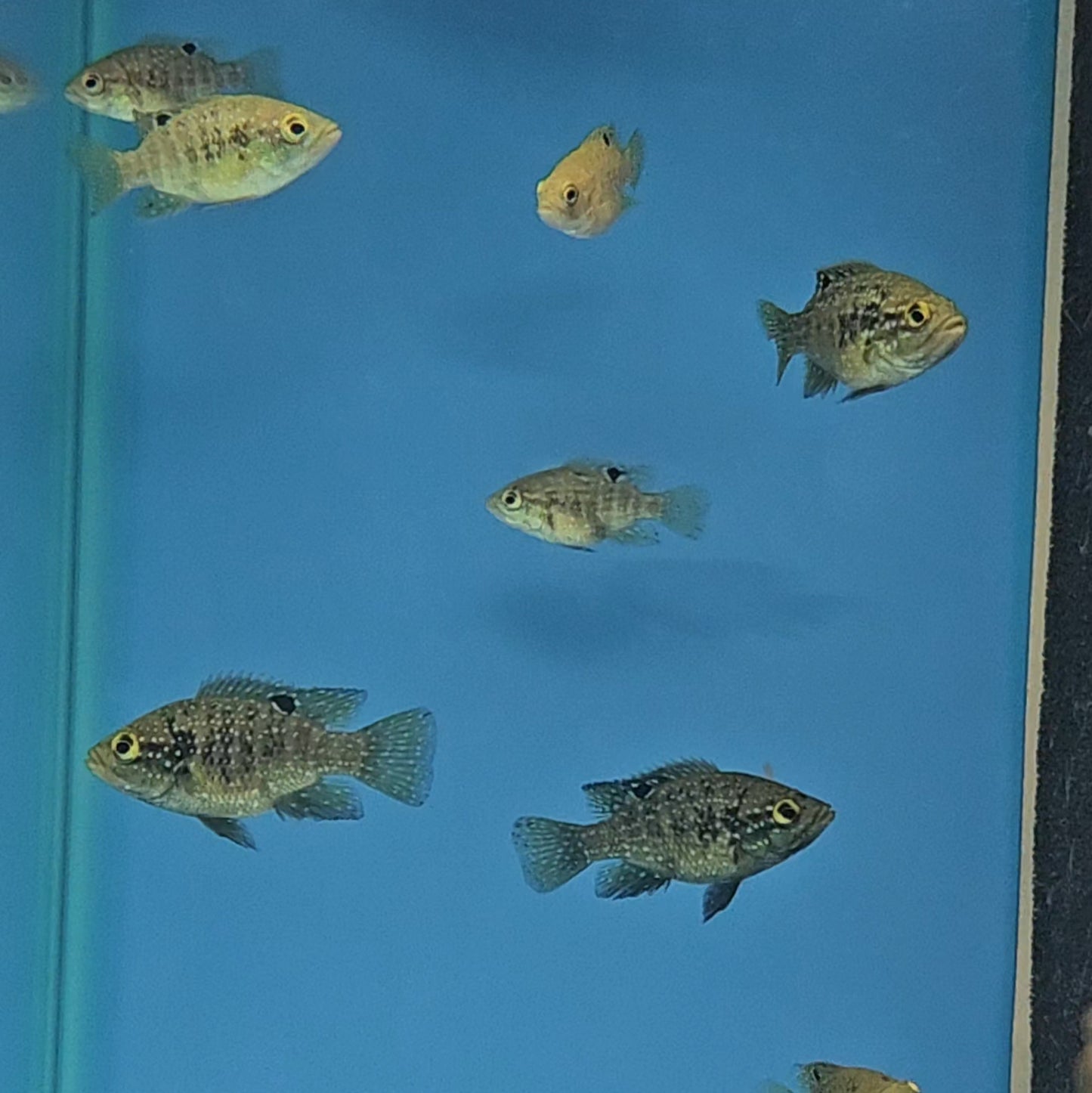 Starry Night Cichlid