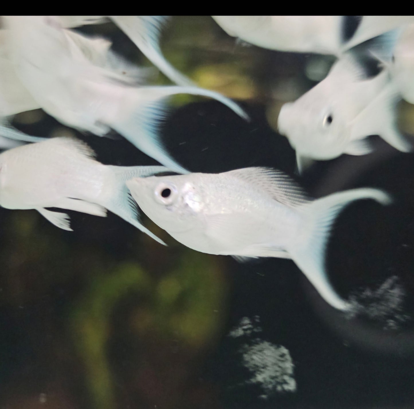 Platinum Lyretail Balloon Molly