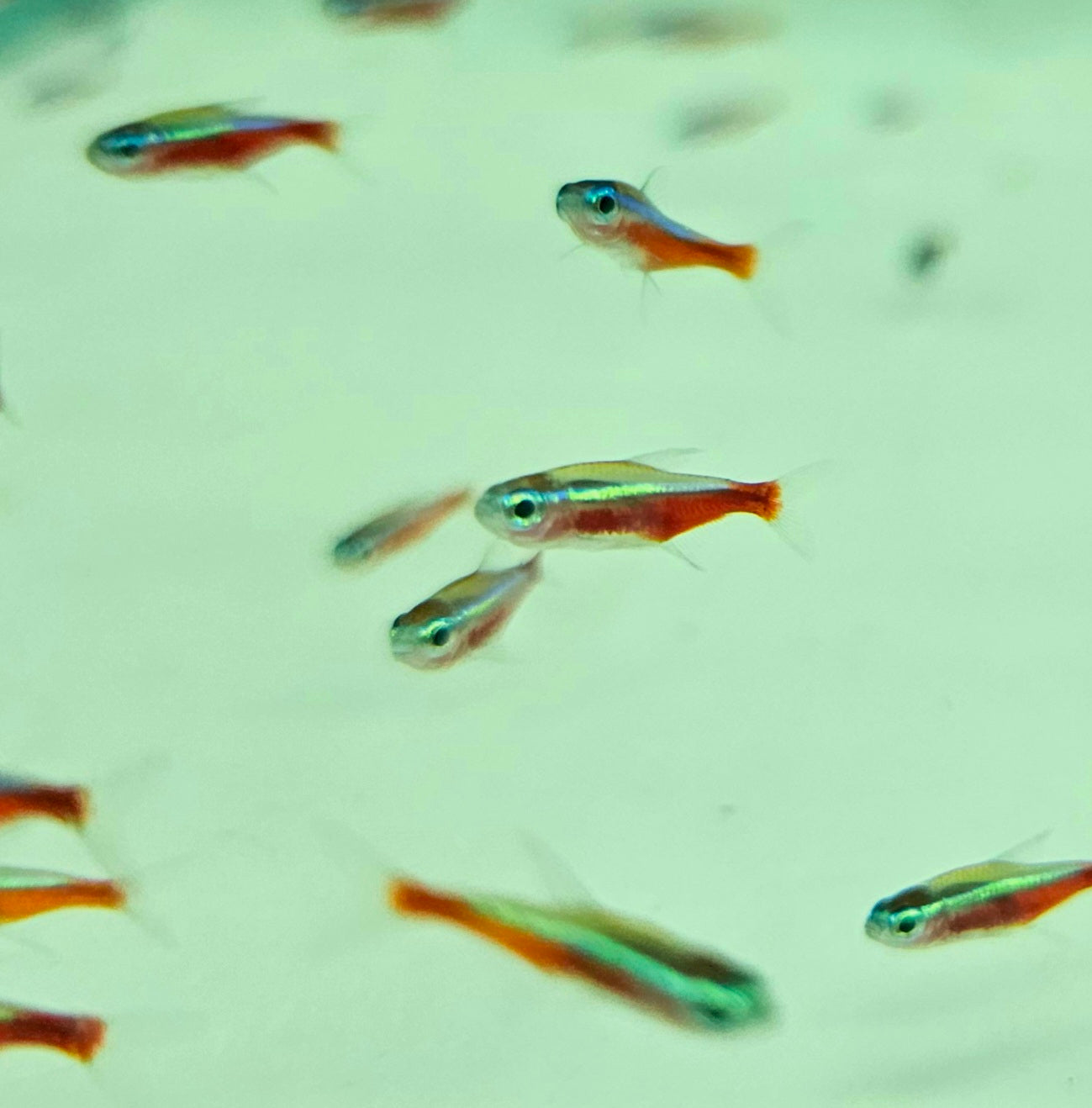 Cardinal Tetra