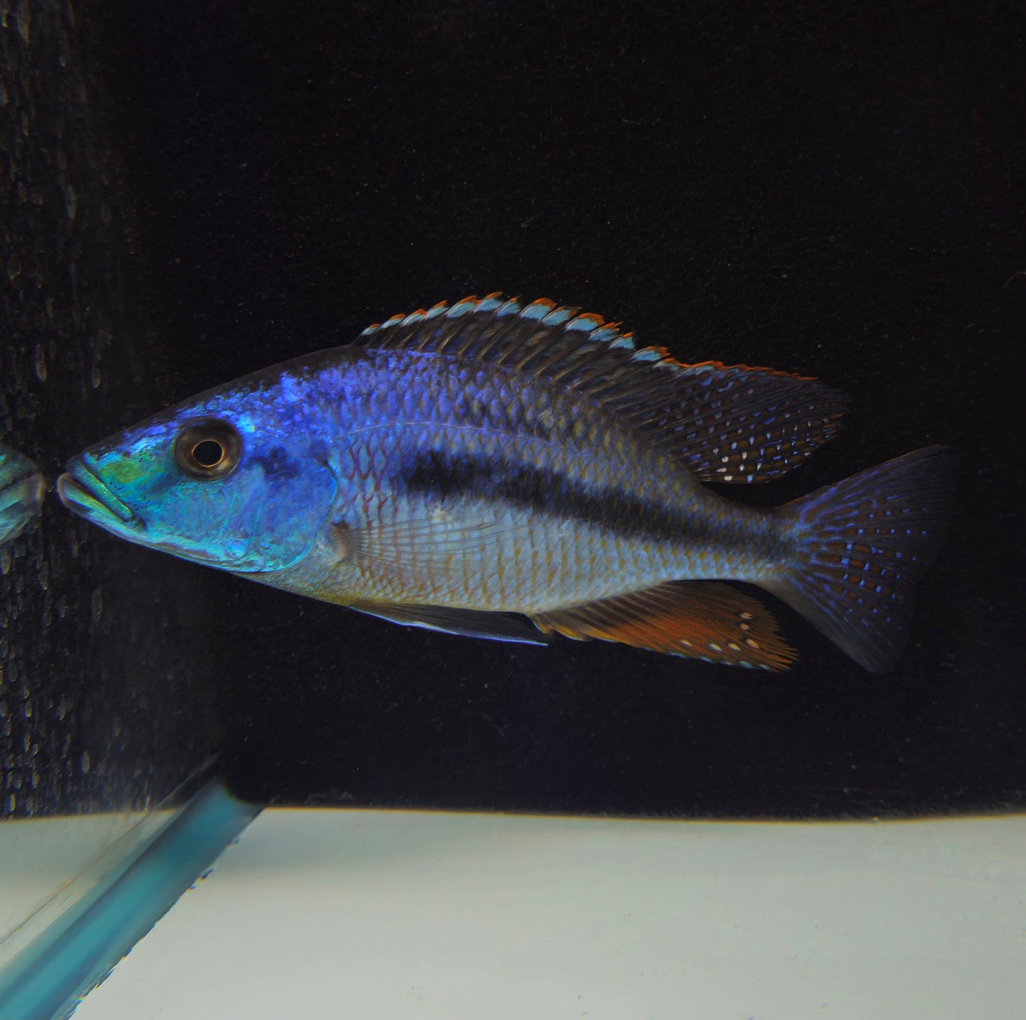 Strigatus