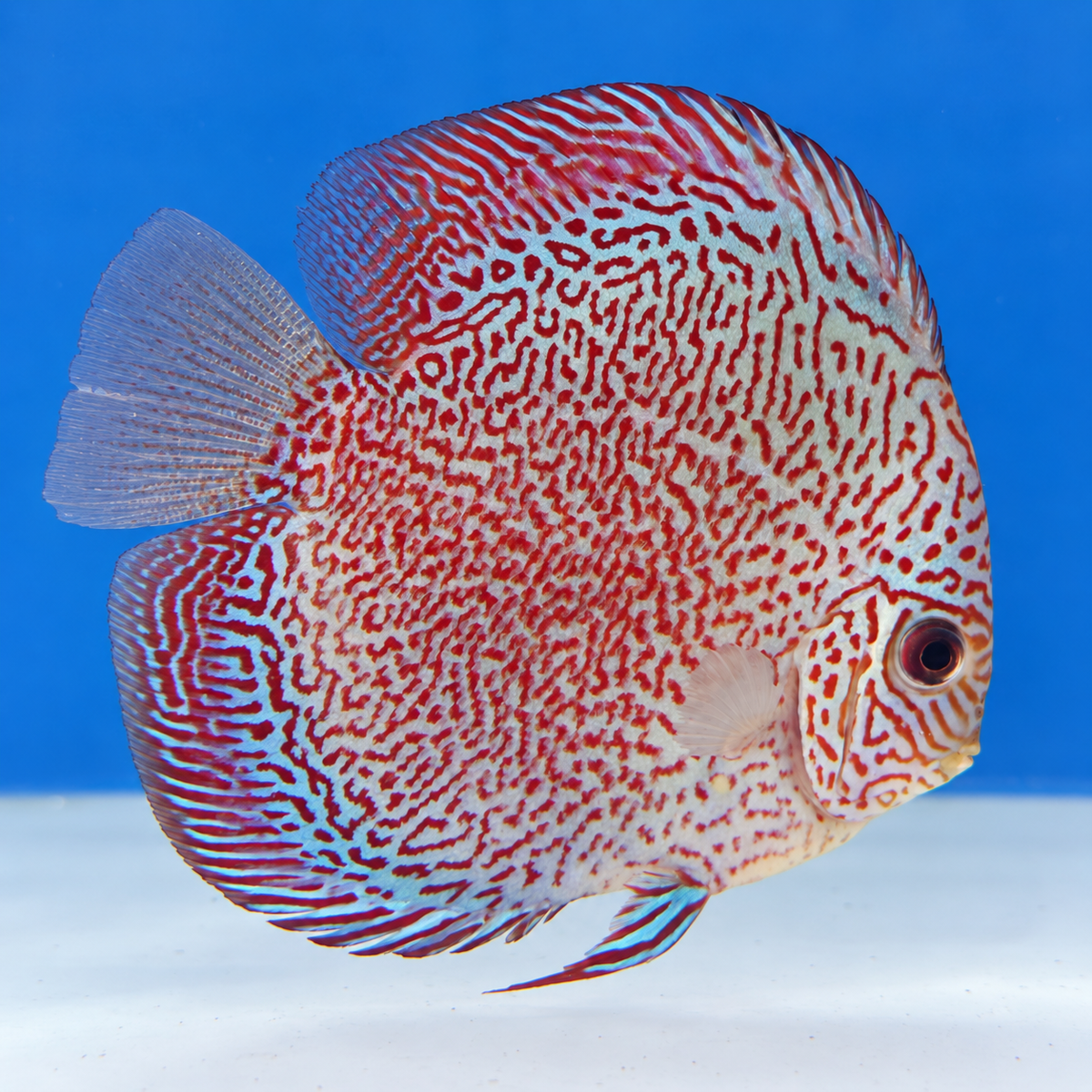 Panthera Discus