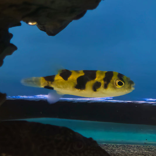 Amazon Puffer