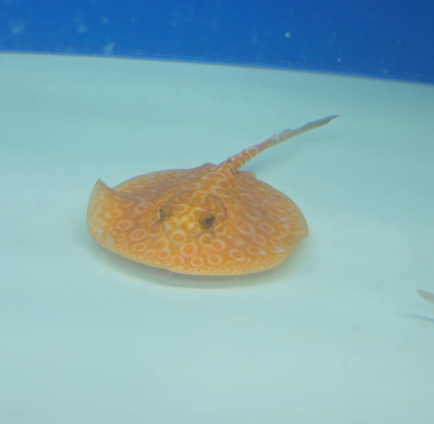 Albino Pearl Stingray
