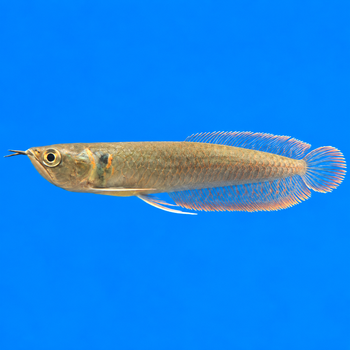 Silver Arowana