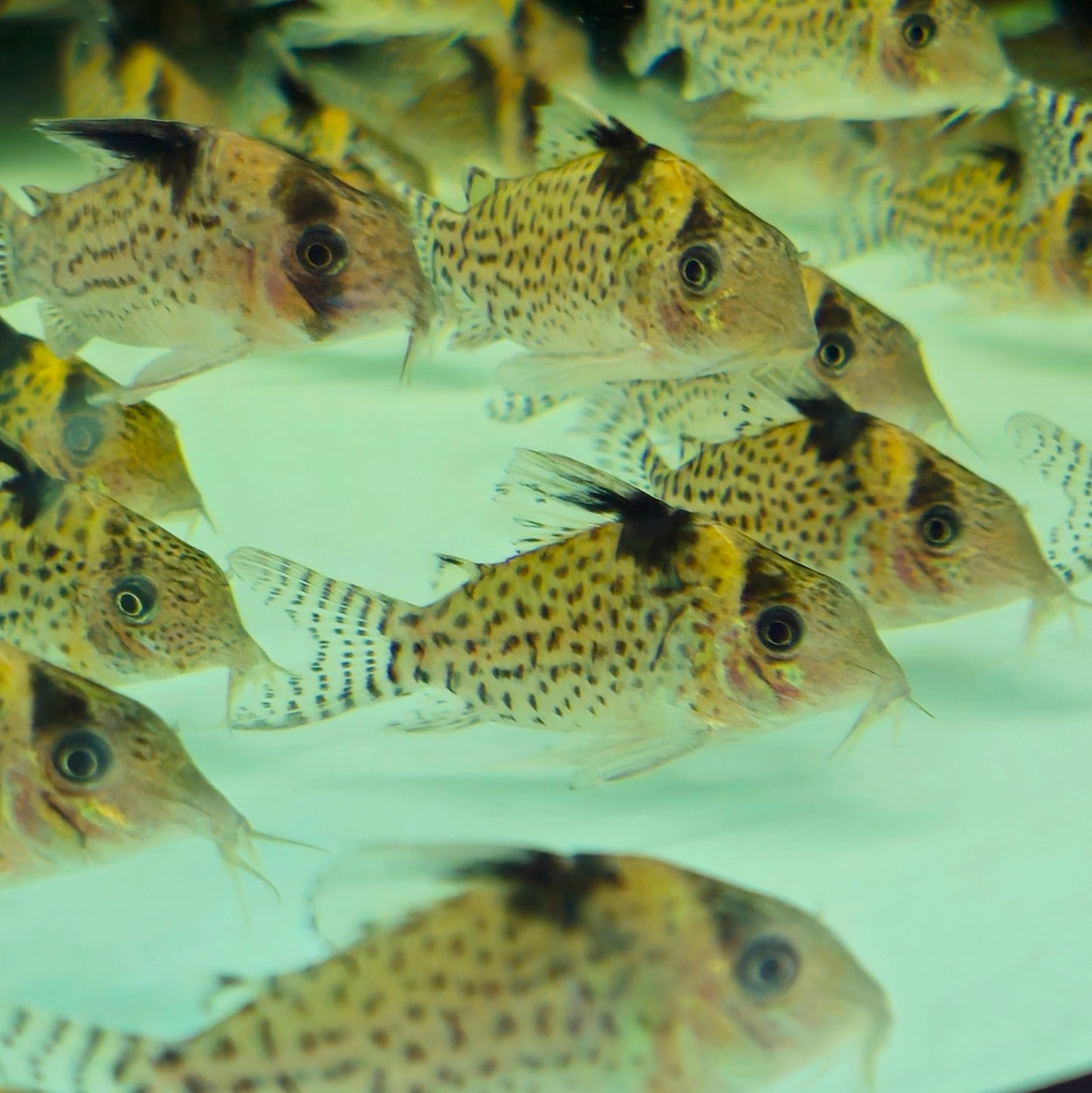 Spotfin Cory